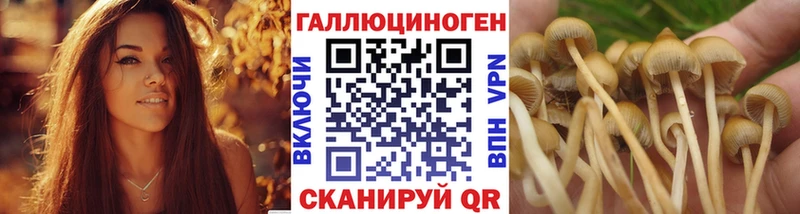 Галлюциногенные грибы Psilocybine cubensis  наркота  Ельня 